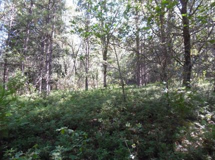 5301 Lone Star Rd, Wilseyville, CA 95257 Photo