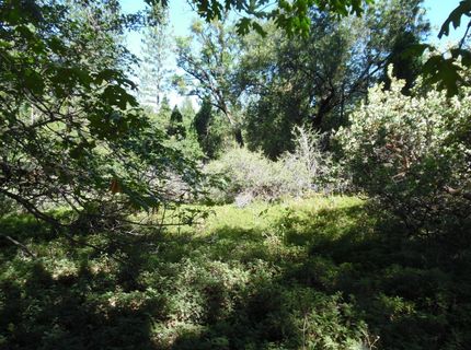 5301 Lone Star Rd, Wilseyville, CA 95257 Photo