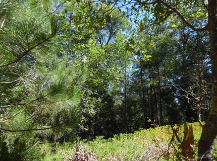 5301 Lone Star Rd, Wilseyville, CA 95257 Photo