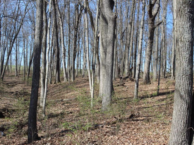 1480 Poindexter Road, Cynthiana, KY 41031 Photo 6
