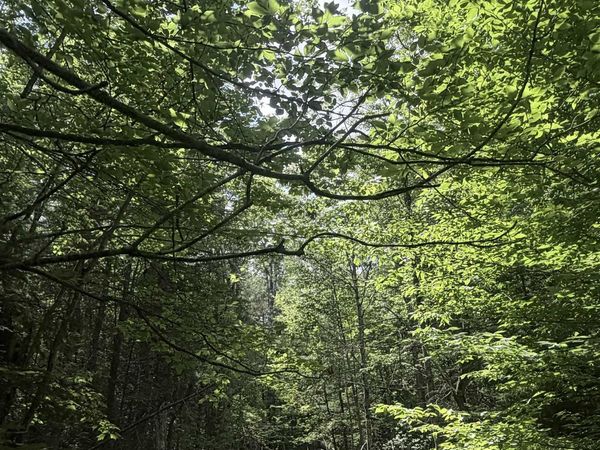 Whitcher Road, Newport, NH 03773