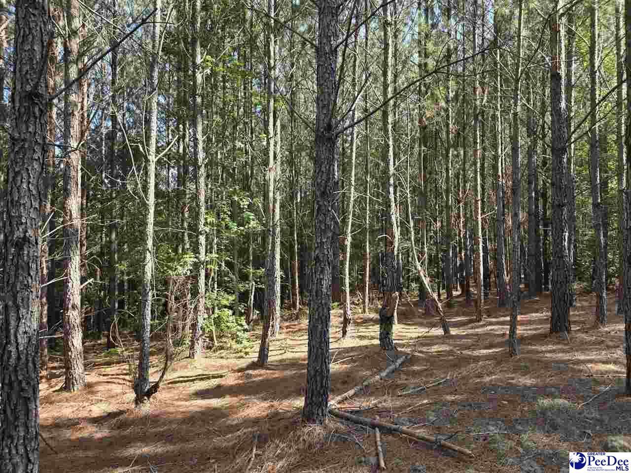 0000000 Black Creek Road Photo 15
