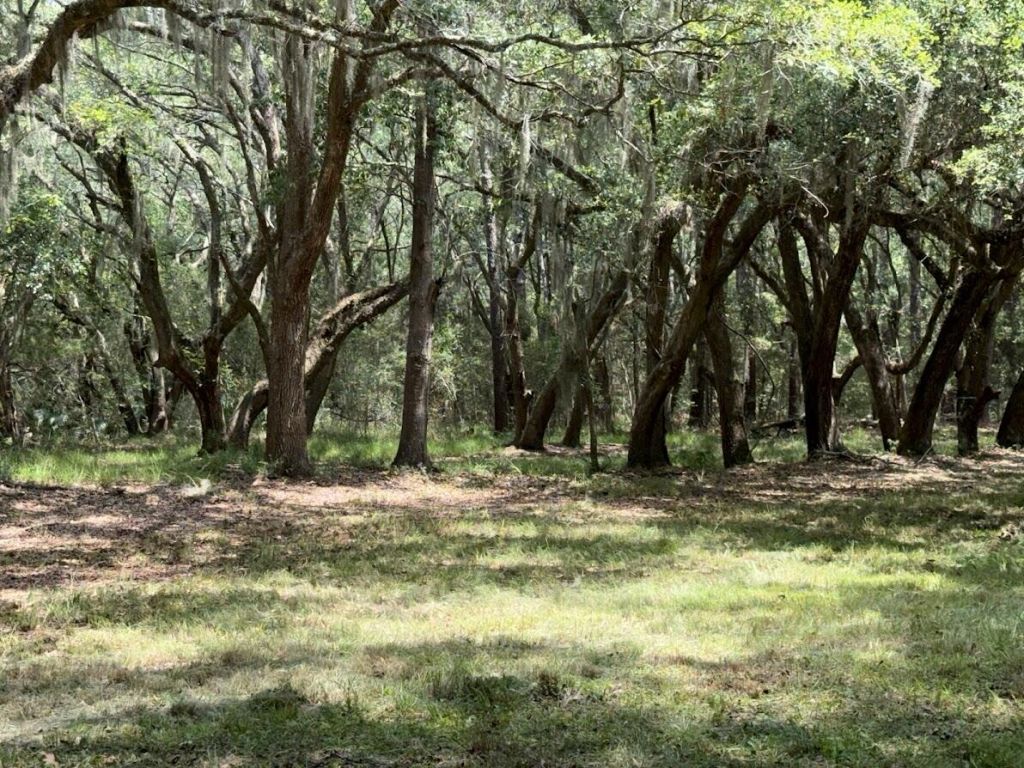4491 Sc-165 Photo 14