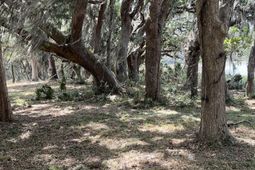 4491 Sc-165 photo 4