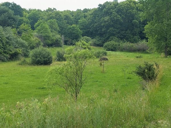 9681 SW Greenville Road, Greenville, MI 48838