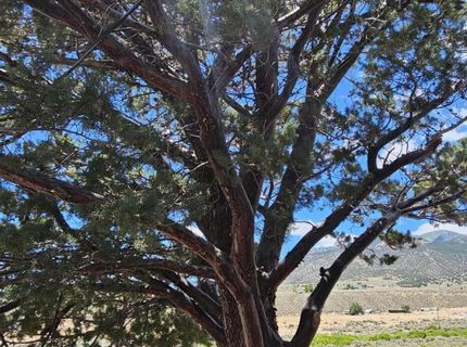 202 Kingston Road, Kingston, NV 89310 Photo