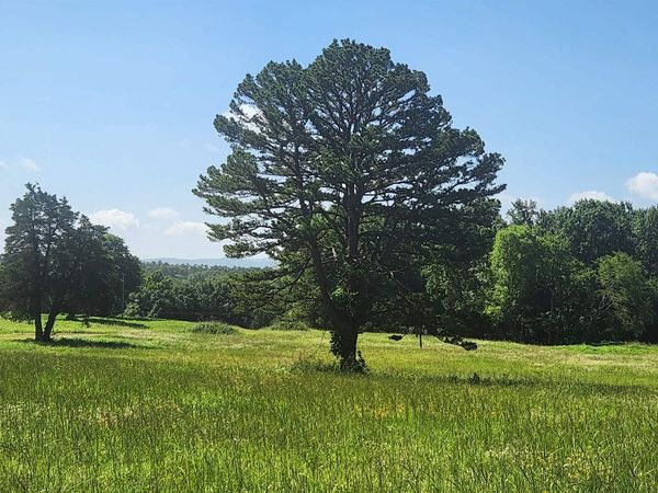 Tract 06 Whittington Homestead , Story, AR 71970