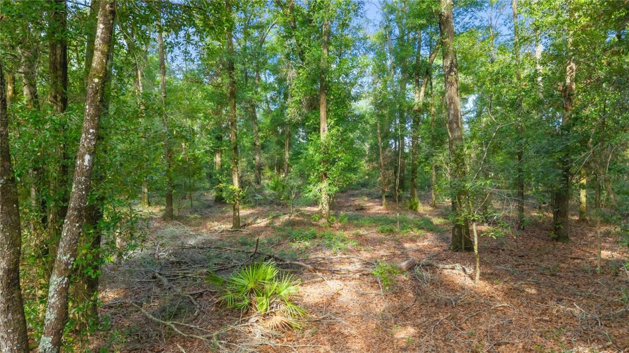 6679 NW 27th Place , Bell, FL 32619 Photo