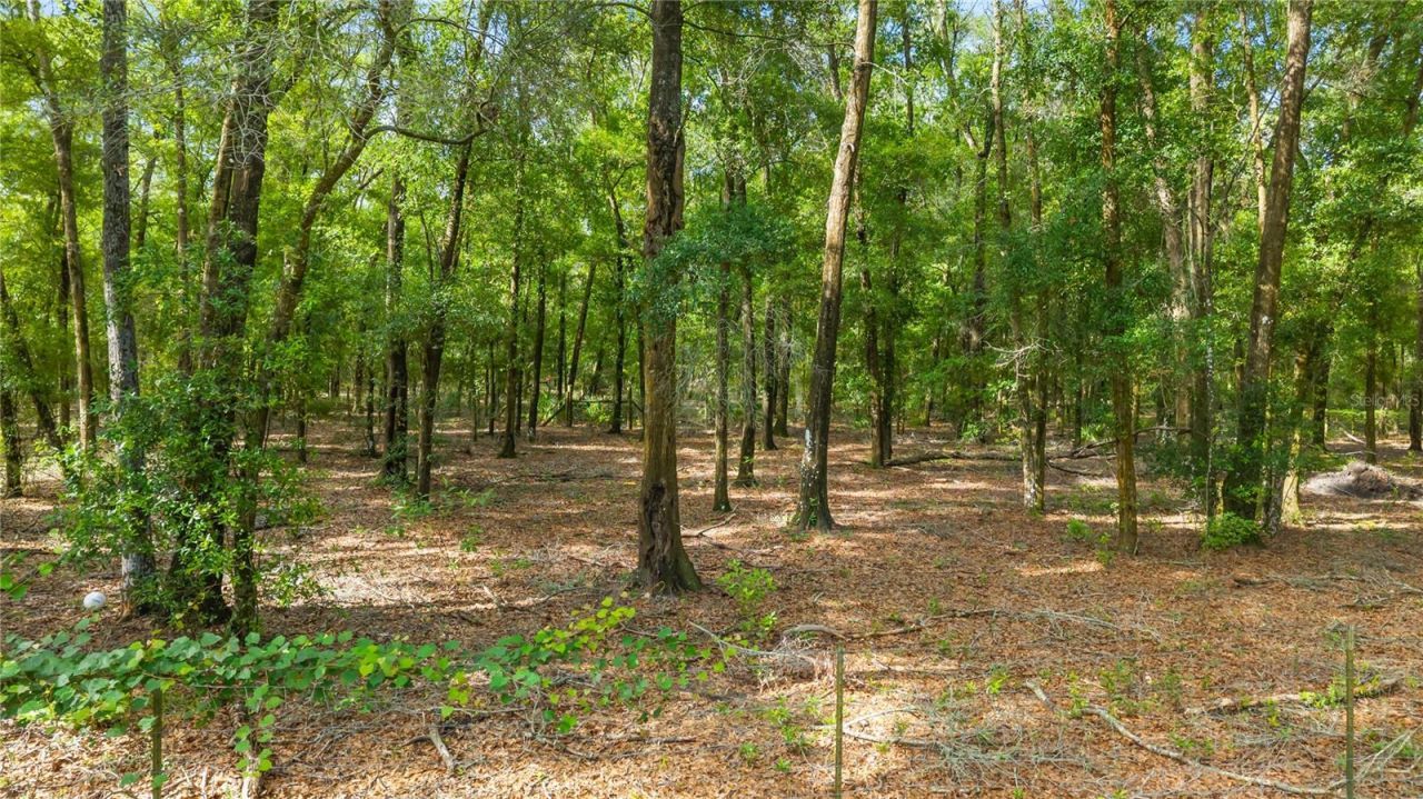 6679 NW 27th Place , Bell, FL 32619 Photo