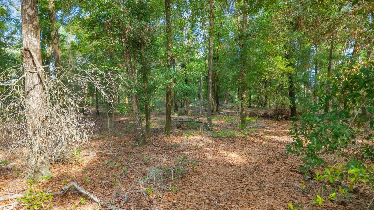 6679 NW 27th Place , Bell, FL 32619 Photo
