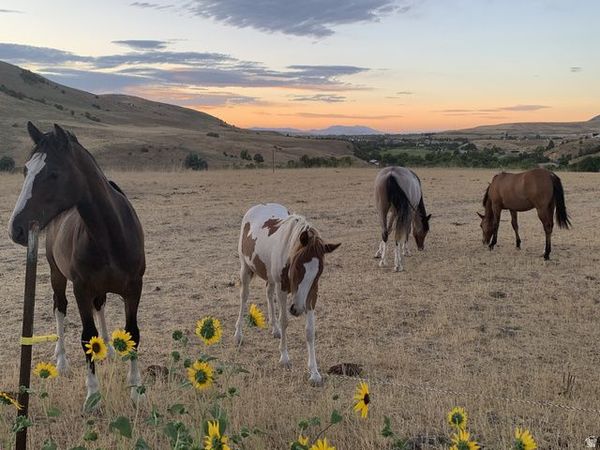 12212 S 800 E, Avon, UT 84328