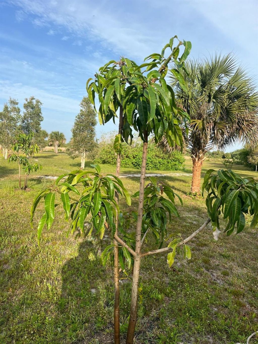 15148 NW 288th Street, Okeechobee, FL 34972 Photo