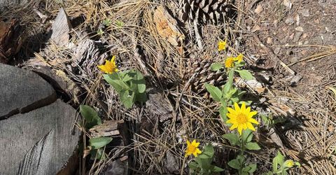 2245 Xanadu Road, Clio, CA 96106 Photo