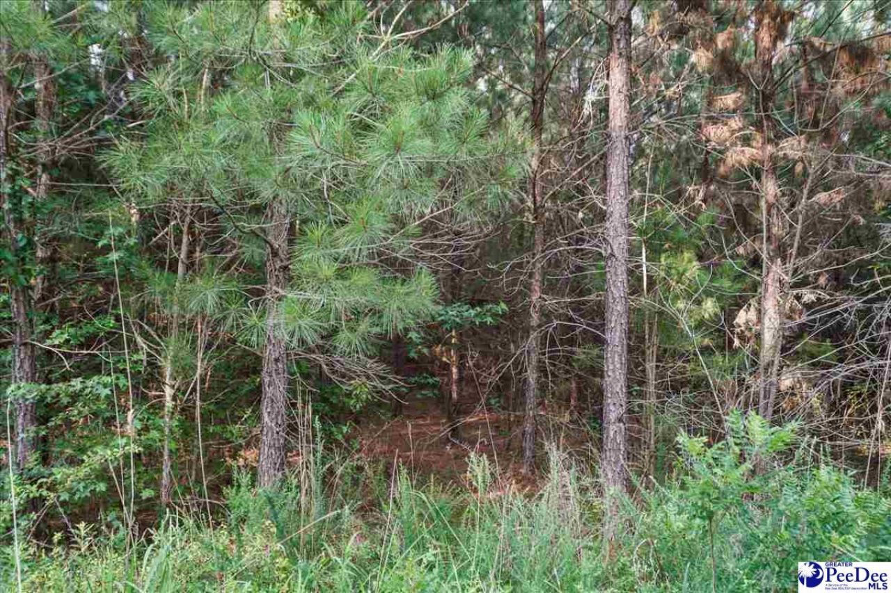 Tbd W Jackson Road Photo 14