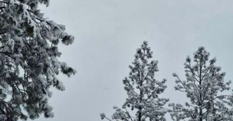 12336 Scott Rd, Sheep Ranch, CA 95246 Photo