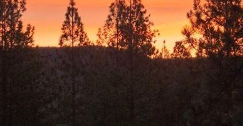 12336 Scott Rd, Sheep Ranch, CA 95246 Photo