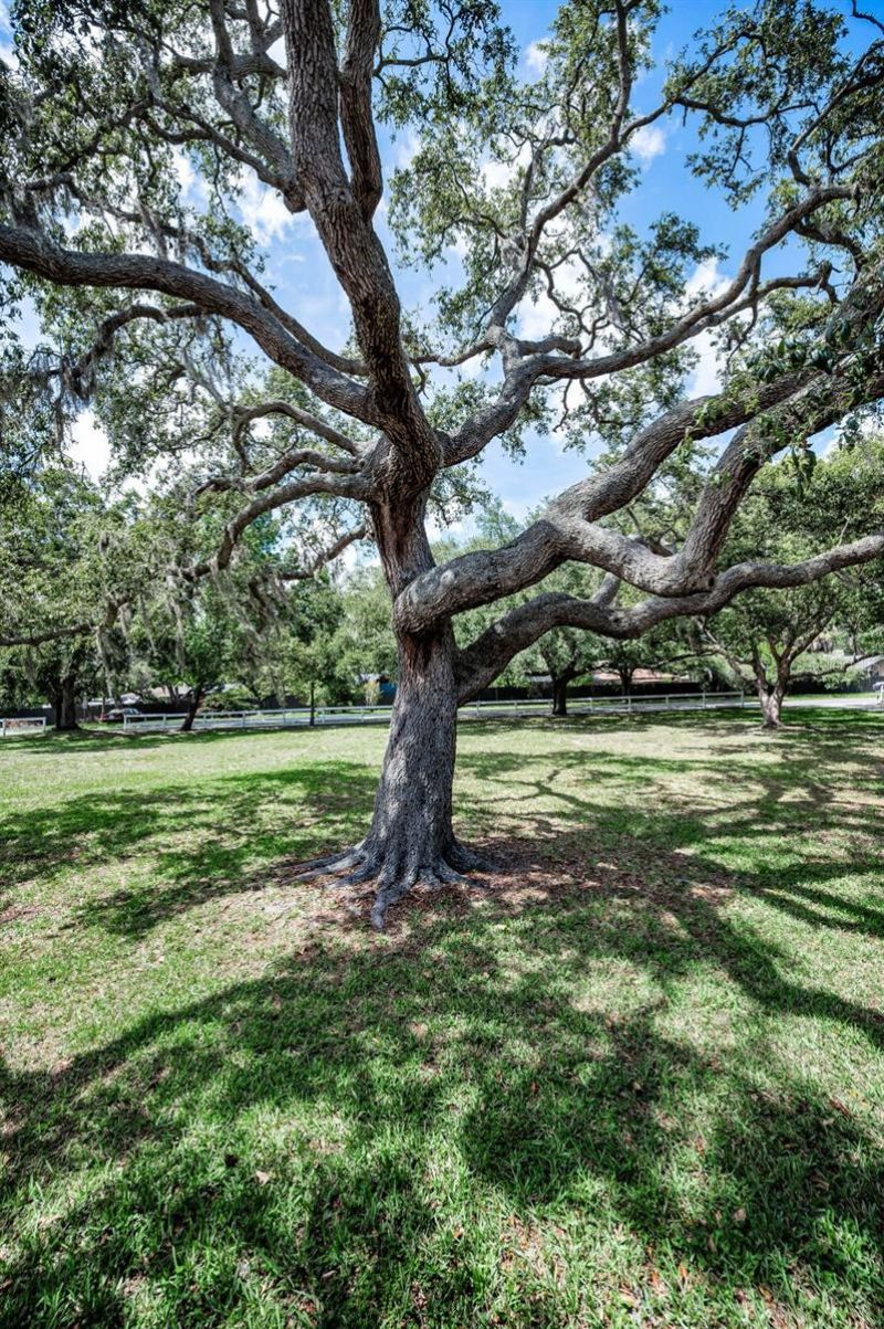 3525 Fairview Street, Safety Harbor, FL 34695 Photo