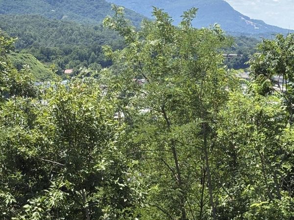 201 Cherry Laurel Drive, Pigeon Forge, TN 37863