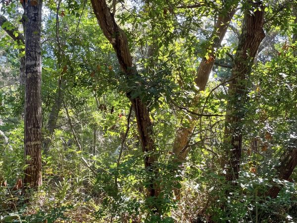 51 Fort Holmes Trail , Bald Head Island, NC 28461
