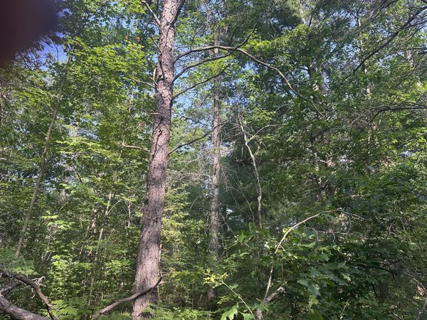 Lot#19 Arenoca Drive, Luzerne, MI 48636