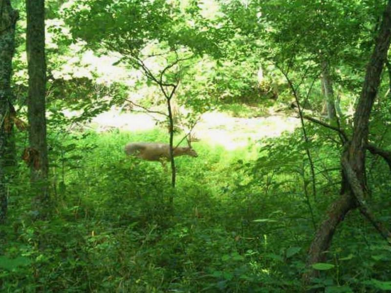 218 Acres Wilson Lane, Glencoe, KY 41046 Photo 10