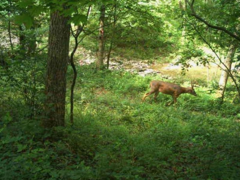 218 Acres Wilson Lane, Glencoe, KY 41046 Photo 11