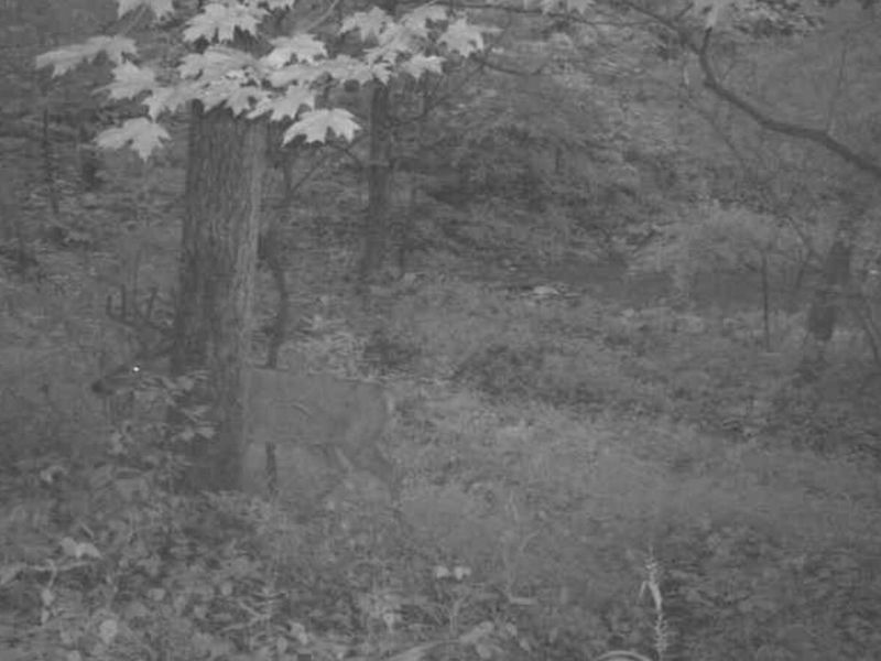 218 Acres Wilson Lane, Glencoe, KY 41046 Photo 12