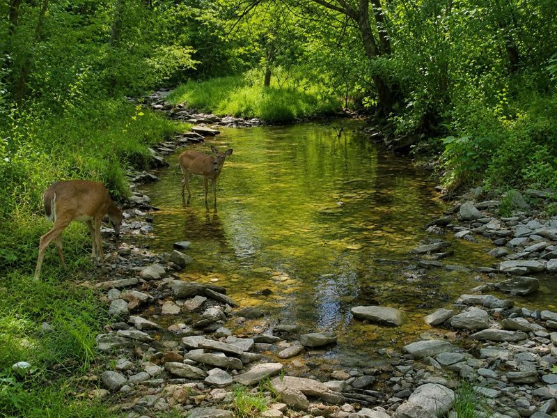 218 Acres Wilson Lane, Glencoe, KY 41046 Photo 13