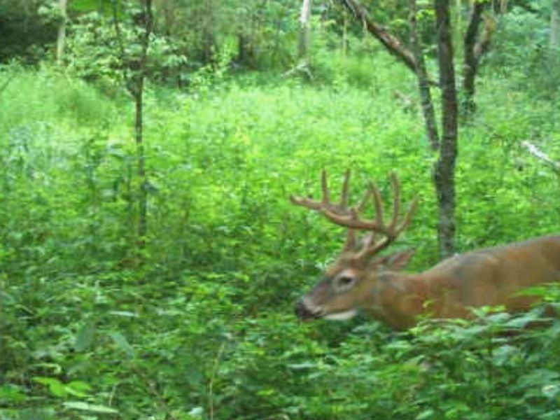 218 Acres Wilson Lane, Glencoe, KY 41046 Photo 9