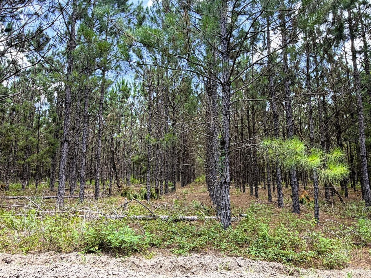 9970 SE 154th Avenue , White Springs, FL 32096 Photo