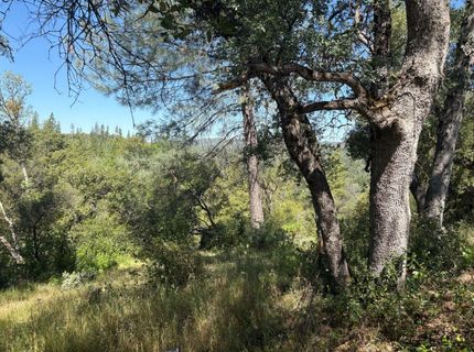 Sheep Ranch Rd., Sheep Ranch, CA 95246 Photo