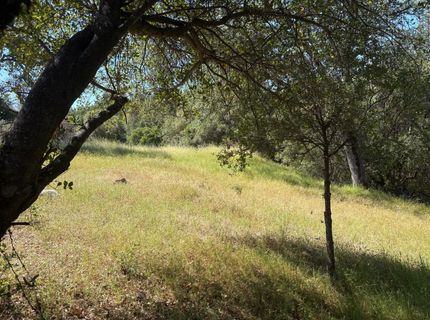 Sheep Ranch Rd., Sheep Ranch, CA 95246 Photo