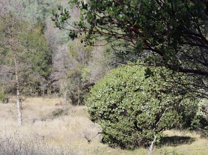 Fricot City Rd, San Andreas, CA 95249 Photo