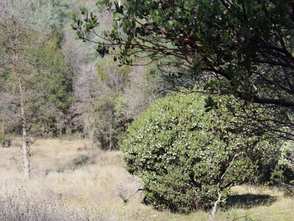 Fricot City Rd, San Andreas, CA 95249