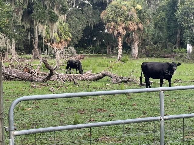 4020 N Wilder Road, Plant City, FL 33565 Photo