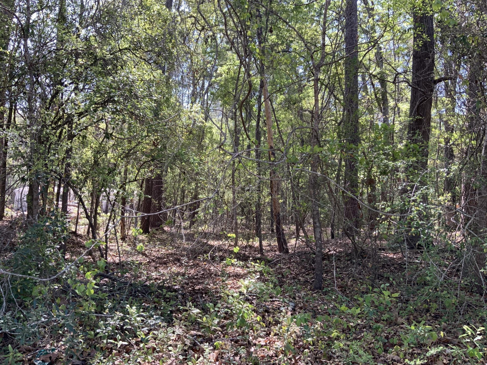 0 Ash Hill Drive Photo 3