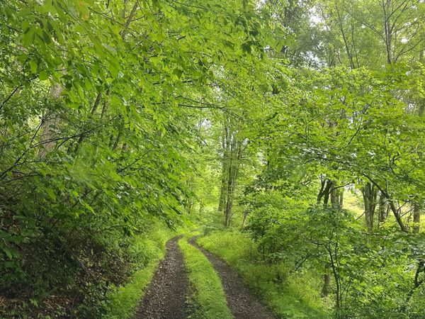 TBD SALTLICK Road, Terra Alta, WV 26764