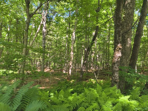 lot 2 Holcomb Road, Chester, MA 01011
