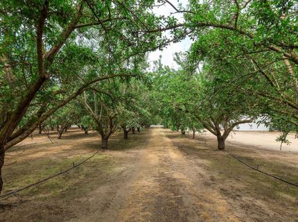 22342 Henry Rd, Escalon, CA 95320 Photo