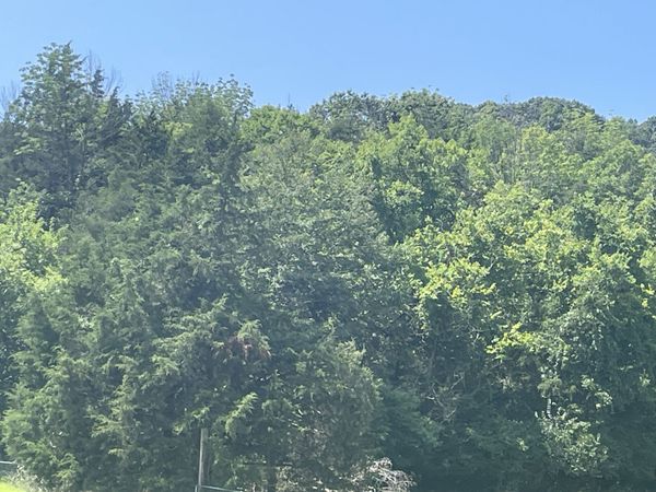 0 Ingram Rd , Whites Creek, TN 37189
