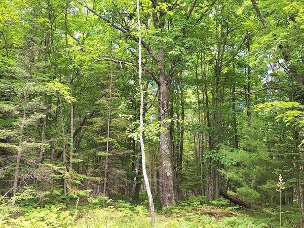 xxx South Shore Rd, La Pointe, WI 54850