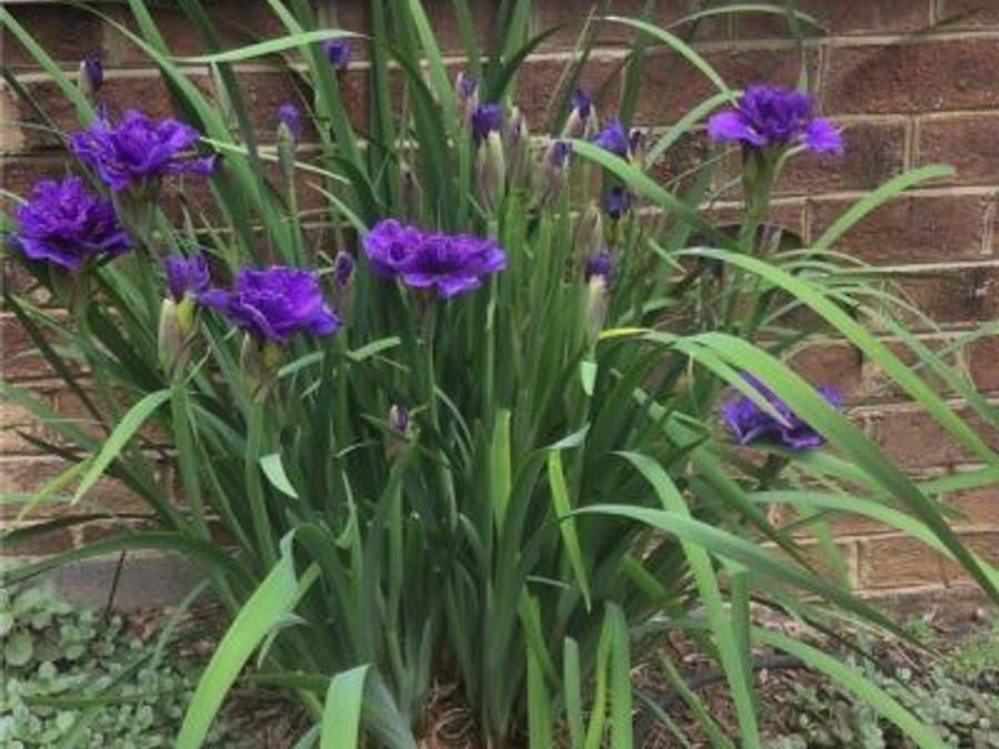 Property Image 38