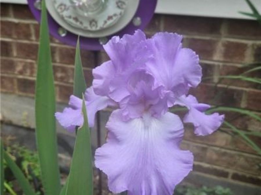 Property Image 39