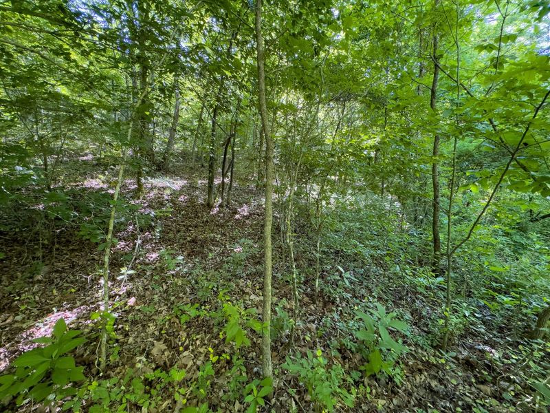 0 Jake Road , Patriot, OH 45658 Photo 12