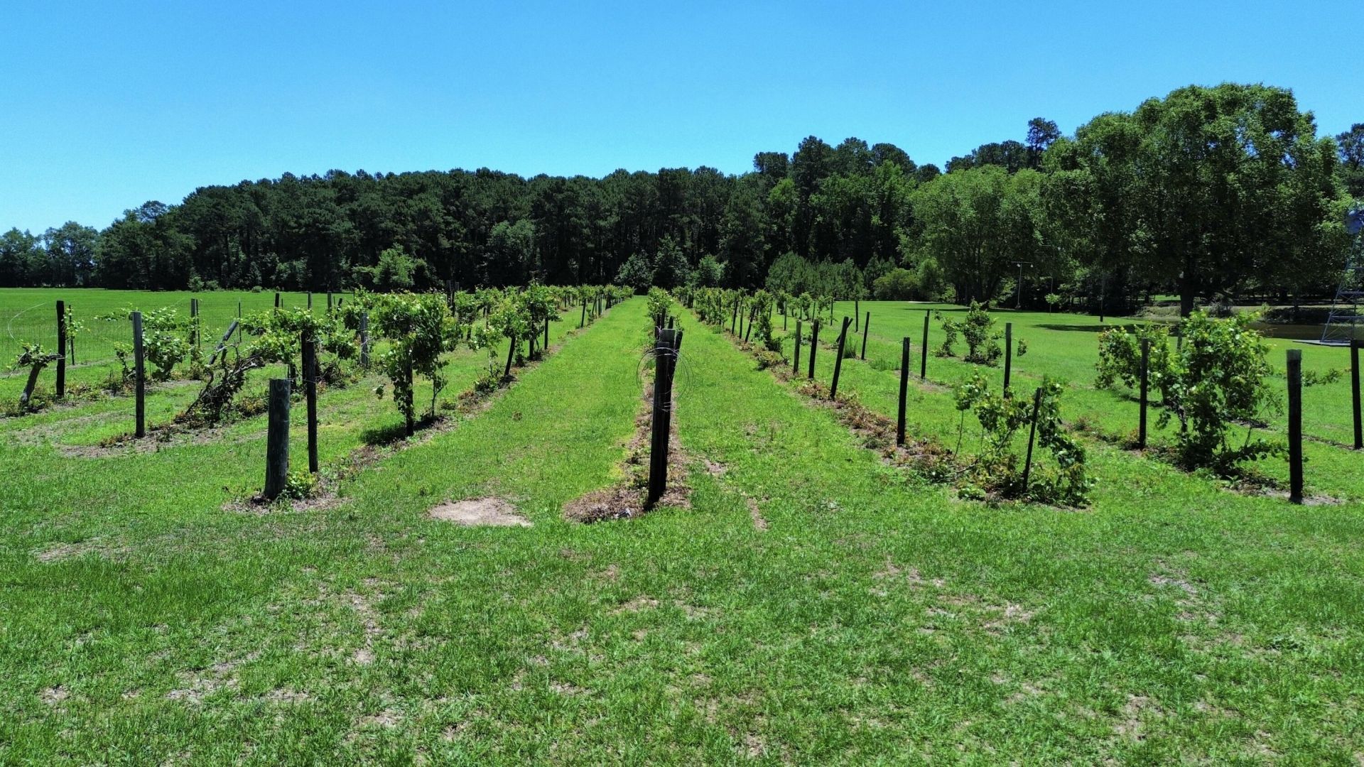 701 Truluck Vineyard Road Photo 44