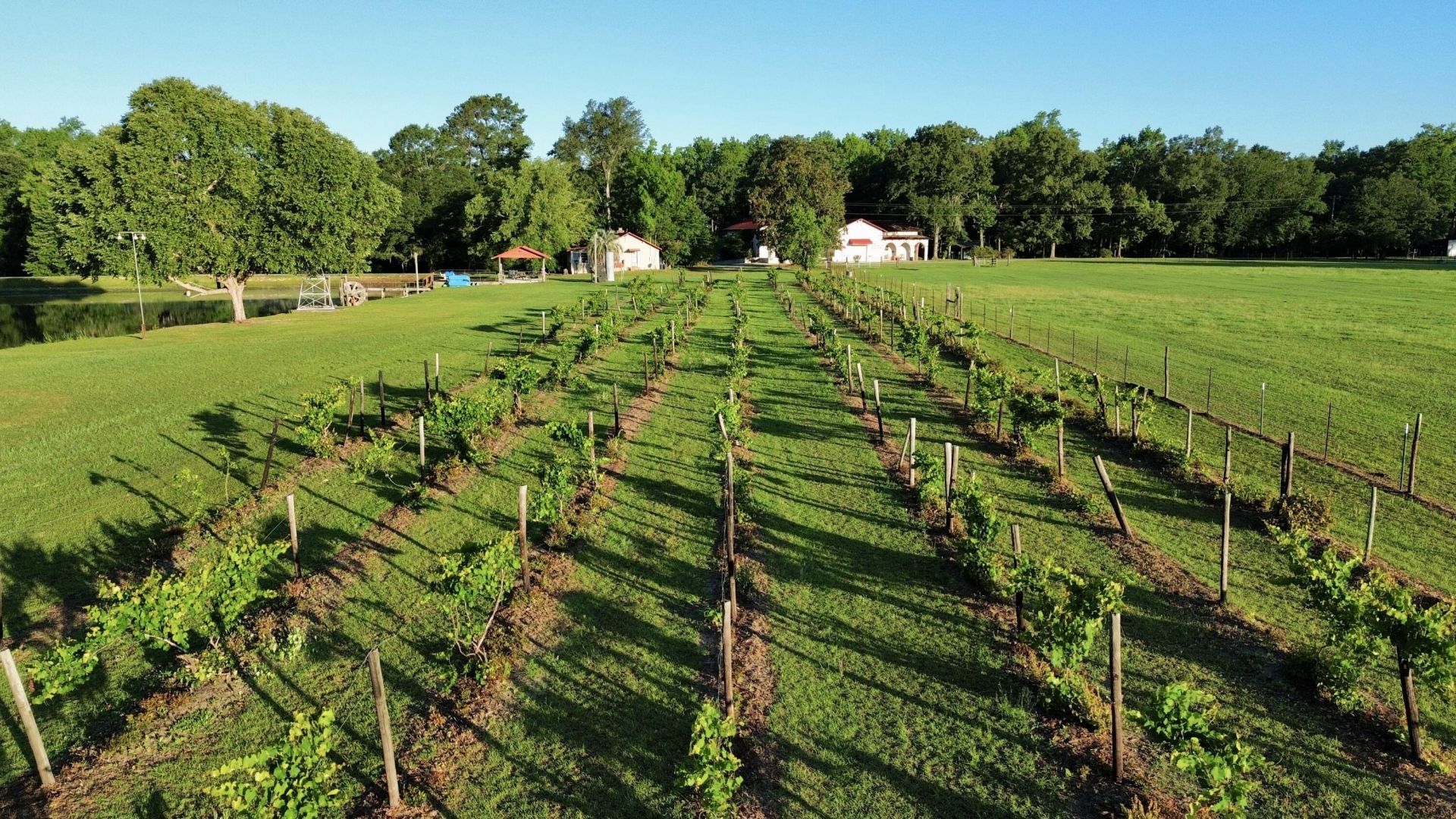 701 Truluck Vineyard Road Photo 46