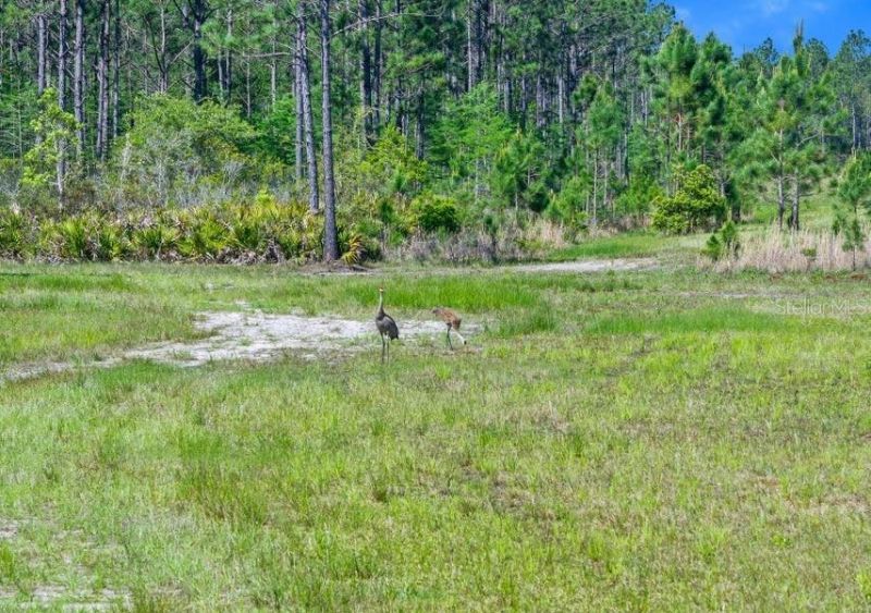 0 Carter Street , Bunnell, FL 32110 Photo