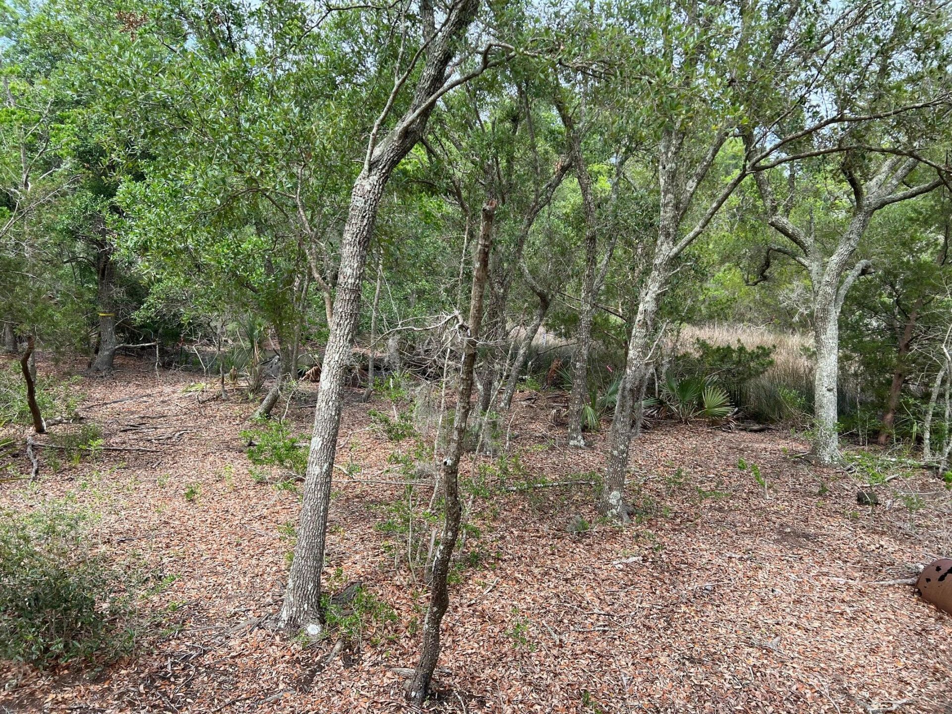 2017 Paul Chavis Lane Charleseton Lane Photo 4
