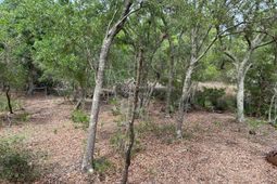 2017 Paul Chavis Lane Charleseton Lane photo 4