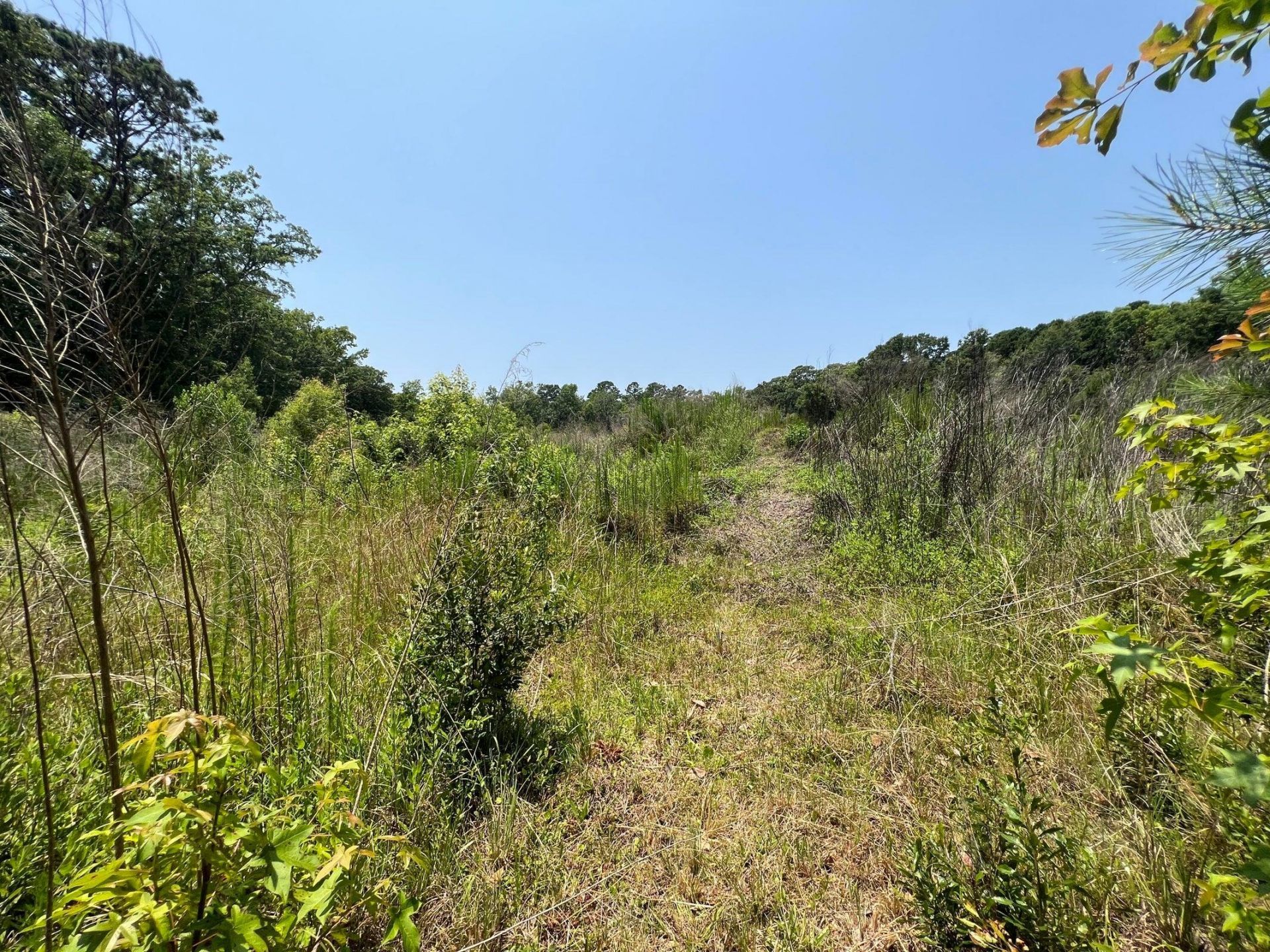 2017 Paul Chavis Lane Charleseton Lane Photo 6